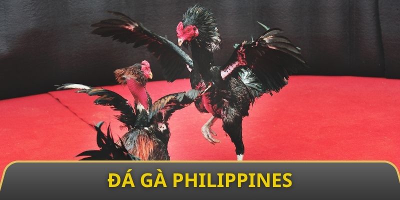 Loại hình cá cược phổ biến nhất đá gà Philippines