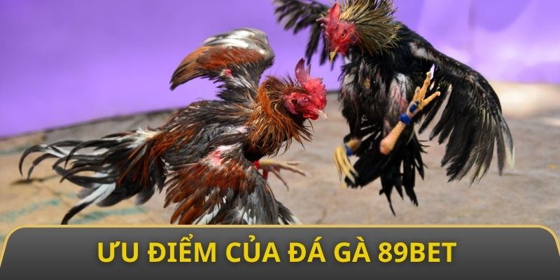 Đánh giá ưu điểm thu hút sự chú ý của khách hàng đối với mục đá gà 
