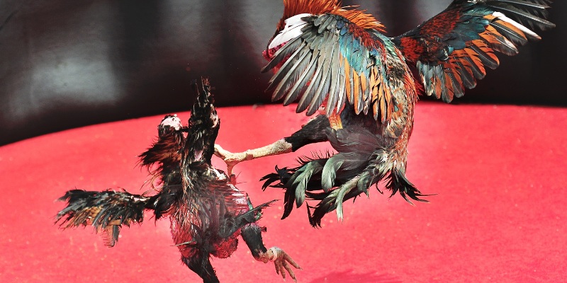 Đá Gà Online Là Gì? Khám Phá Quy Tắc Cá Cược Tại 89BET