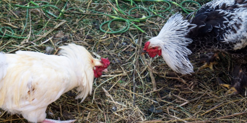 Khám phá hình thức đặt cược đá gà online là gì? 