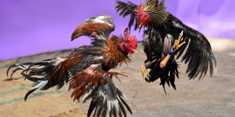 Luật phân chia hạng cân đá gà online là gì?