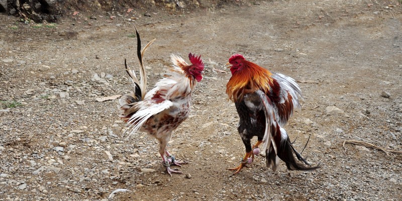 Thông tin về quy tắc trọng tài trong đá gà 