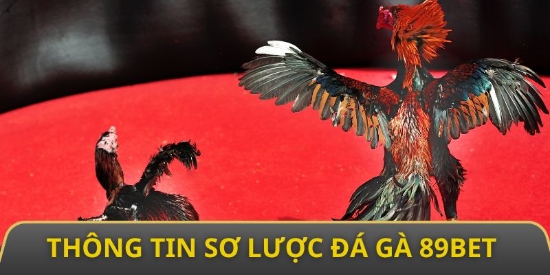 Thông tin sơ lược nhất về đá gà 89bet sôi động kịch tính