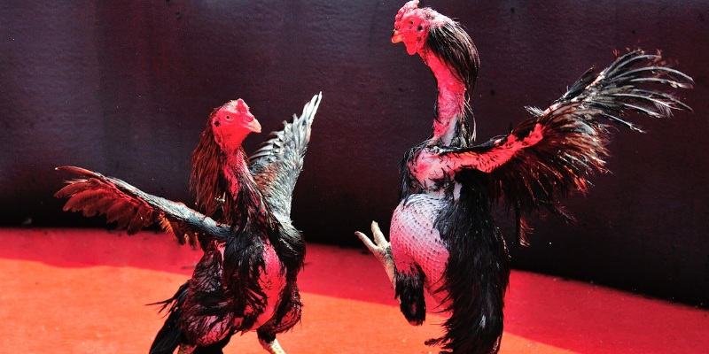 Tìm hiểu đá gà online là gì? 